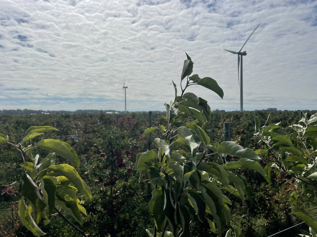 Office views with Gala the Farm Dog. @ontarioapples