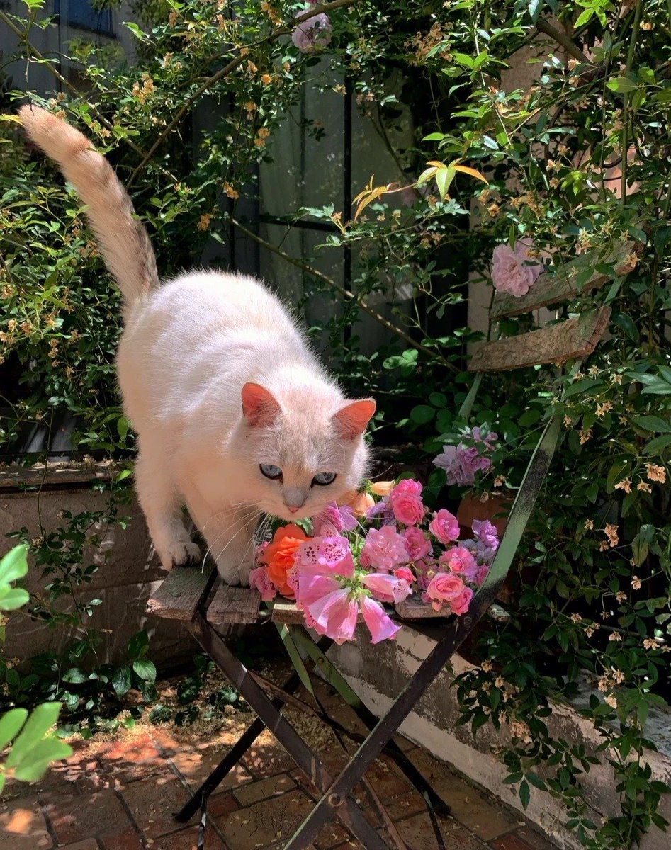 artindetails's tweet photo. garden cat https://t.co/0Xumdbaqa2
