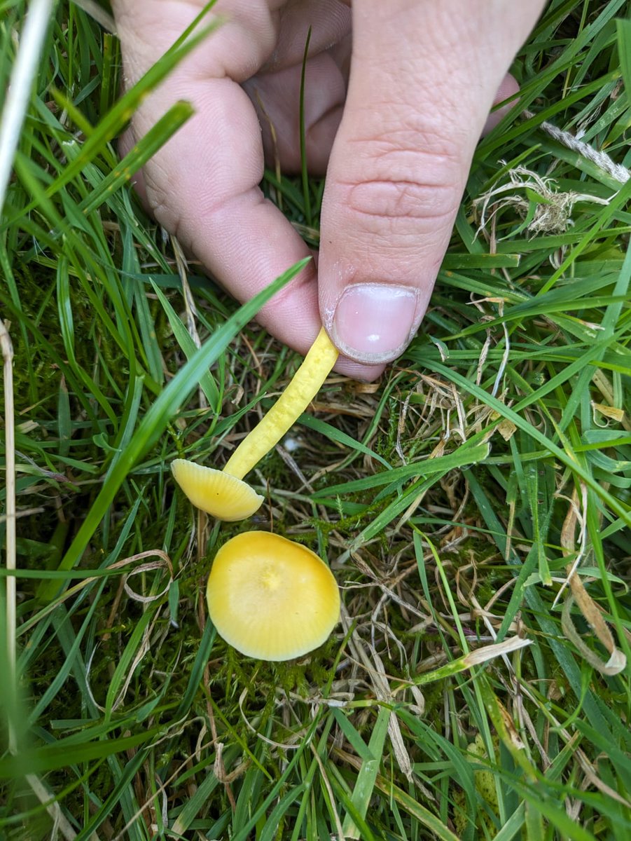 Irish Grassland Fungi (IGF) (@eoin_halpin01) on Twitter photo Found some good indicators for quality grassland in a local sheep field. Yellow club (Clavulinopsis helvola) and butter waxcap ( Hygrocybe ceracea). #GreatIrishGrasslands #waxcapwatch <a href="/phoebeob1/">Phoebe O'Brien</a> <a href="/StableGrass/">StableGrass Project</a> Found some good indicators for quality grassland in a local sheep field. Yellow club (Clavulinopsis helvola) and butter waxcap ( Hygrocybe ceracea). #GreatIrishGrasslands #waxcapwatch <a href="/phoebeob1/">Phoebe O'Brien</a> <a href="/StableGrass/">StableGrass Project</a>