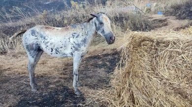 isolanoo's tweet photo. Non voglio starmene in silenzio. 
A distanza di circa due mesi dai terribili incendi che hanno messo a dura prova la città di Palermo e non solo, il disegno criminale si è nuovamente concretizzato, nonostante la fine della stagione estiva, gli incendi DOLOSI hanno nuovamente lambito le aree cittadine della Sicilia occidentale fino a quelle della Sicilia orientale, uccidendo ben due persone:
Salvatore Albano a Trappeto, stroncato da un malore mentre fuggiva dalla sua abitazione e Maria David morta tra le fiamme per salvare i suoi cavalli in una frazione di Cefalú. 
È agli occhi di tutti oramai, coloro che appiccano tali incendi non si possono identificare solo come piromani affetti da una malattia psicotica, c’è ben altro. 
Quel ben altro è la MAFIA, una grandissima montagna di merda, che da moltissimo tempo devasta un’intera isola. 
Da siculo, che ama visceralmente la sua patria, grido ad alta voce, che è necessario un intervento urgente da parte delle istituzioni, con un programma di tutela mirato ed efficace, con un potenziamento dei mezzi di soccorso, e sopratutto un aumento delle pene per coloro che distruggono per interessi e soldi. 
Non voglio più sentire frasi effimere e di circostanza pronunziate dai soliti politicanti che promettono e non fanno nulla, tutto questo a discapito di cittadini onesti che magari campano di agricoltura o di turismo.
Come la maggior parte dei cittadini siciliani pretendo interventi nel più breve tempo possibile perché la situazione è sfuggita di mano. 
In foto vi è Scilla la puledra di Maria David purtroppo anche lei non ce l’ha fatta nonostante sembrava si stesse riprendendo. 
Che sia comunque simbolo di forza, tenacia e buon auspicio, in attesa che il vento di legalità torni ad accarezzare le coste della Sicilia.

#incendi #sicilia #cefalù