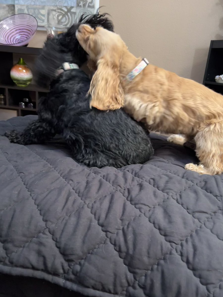 LadybugBarkAlot's tweet image. Sunday sillies! Wut - why Hoo telling us to stop???