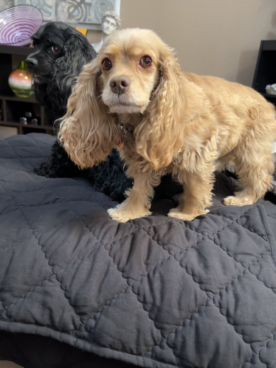 LadybugBarkAlot's tweet image. Sunday sillies! Wut - why Hoo telling us to stop???