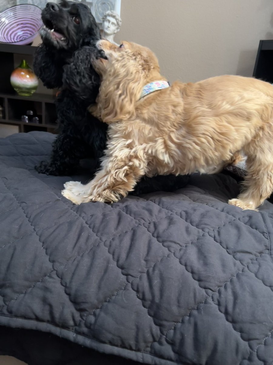 LadybugBarkAlot's tweet image. Sunday sillies! Wut - why Hoo telling us to stop???