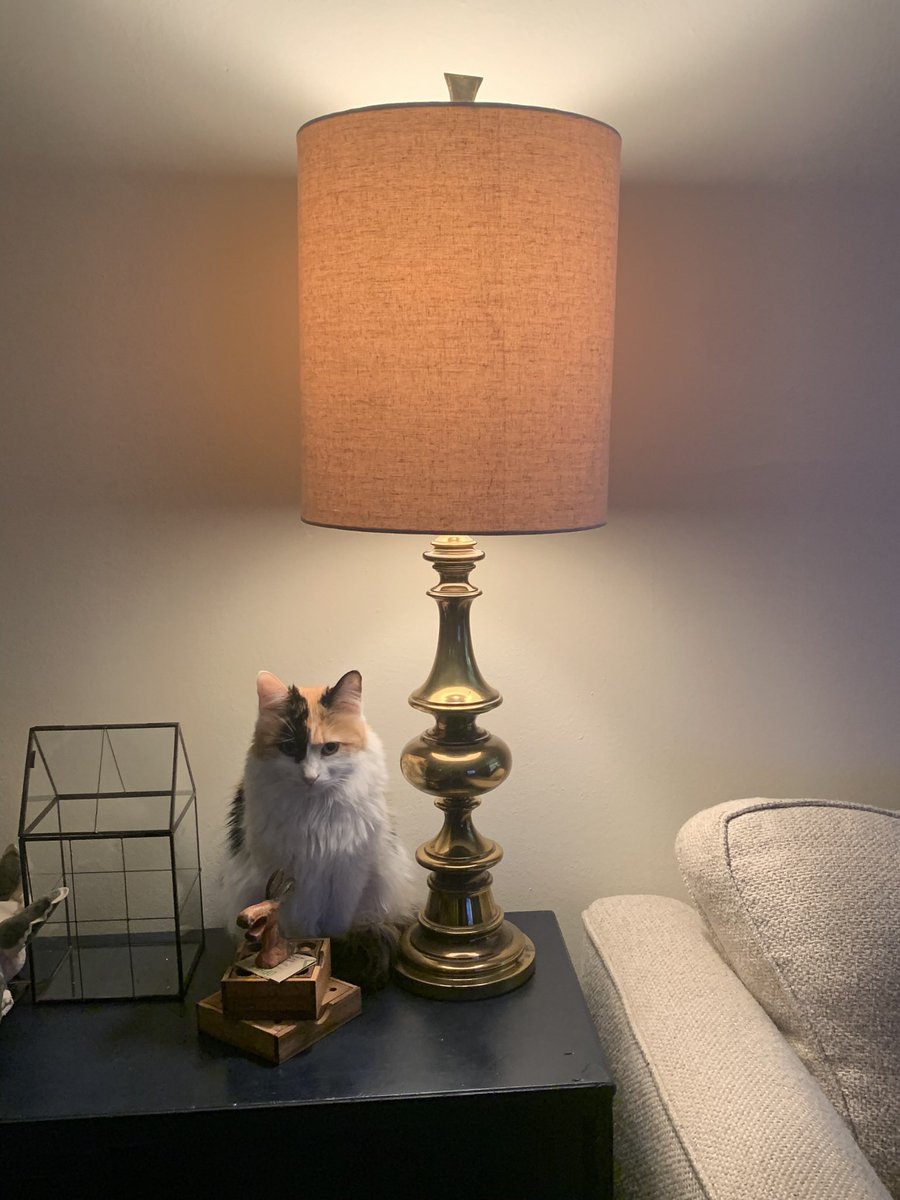 MadisonHuffman1's tweet photo. Missing cat in Aspen Loop / Esplanade Ridge area! She answers to Chicken or Marla and should have a light green collar on with a bell. Last seen yesterday around 4 pm. Please help bring our baby home ! @OxfordPolice https://t.co/qVIDeEgwQy