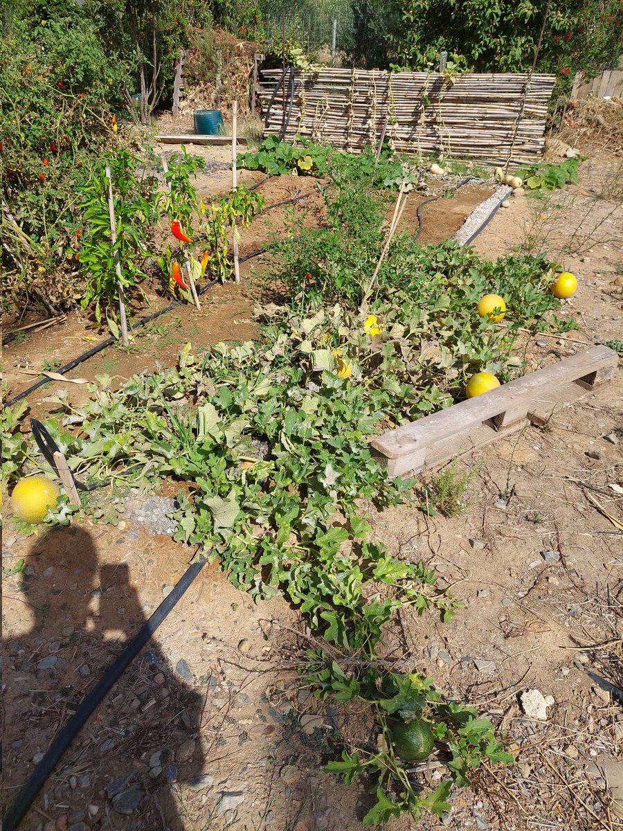 PaulHRoberts's tweet photo. We have 6 ripening honeydew melons in the patch!
#cretelife https://t.co/MB4bN1UdvJ