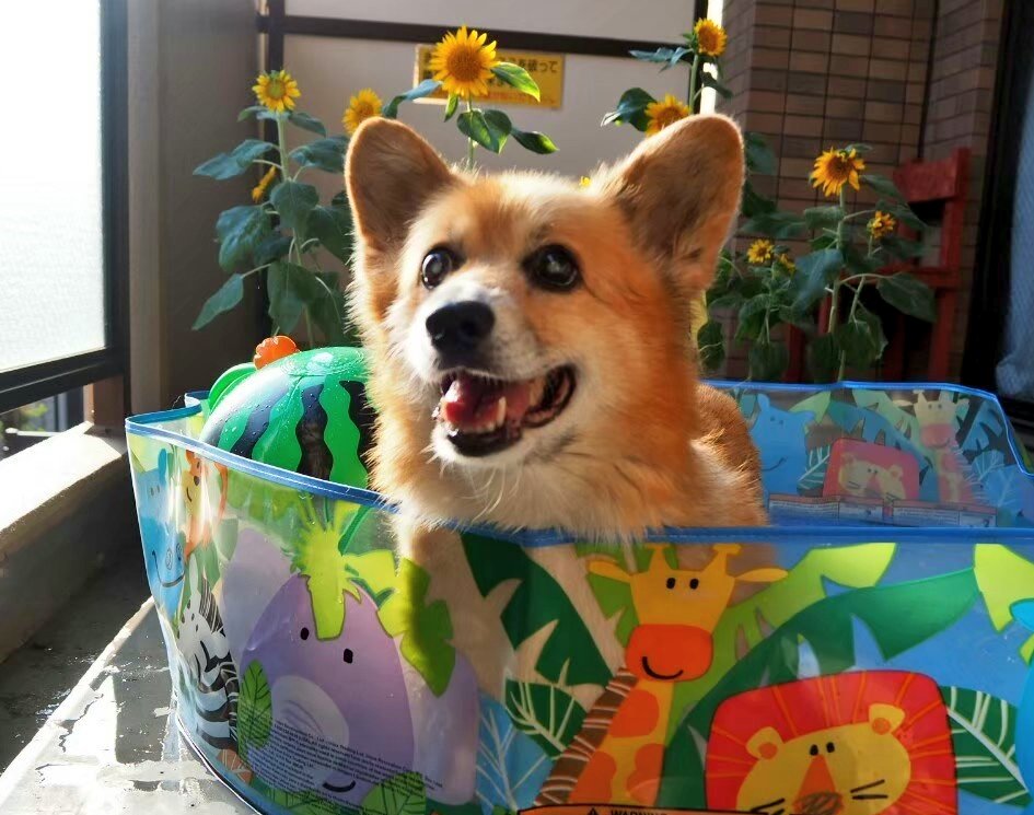 もう3年。9月24日の深夜は
もーちゃんに辛い思いを
させてしまったね。命日に
咲いたらいいなって蒔いた
ひまわり🌻今朝花が開いた
よ。みんなで待ってるから
帰ってきてね☺️