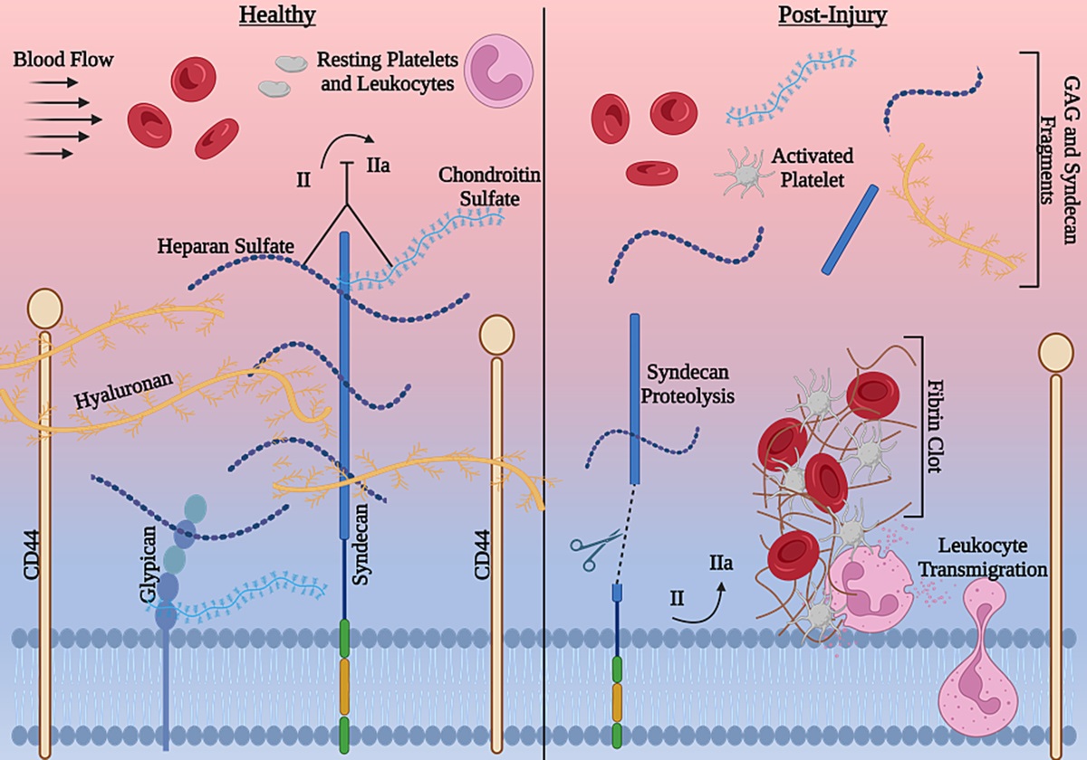 Injury-induced endotheliopathy: What you need to know

CCR Journal Watch
criticalcarereviews.com/latest-evidenc…

Get the latest critical care literature every weekend via the CCR Newsletter - subscribe at criticalcarereviews.com/newsletters/su…