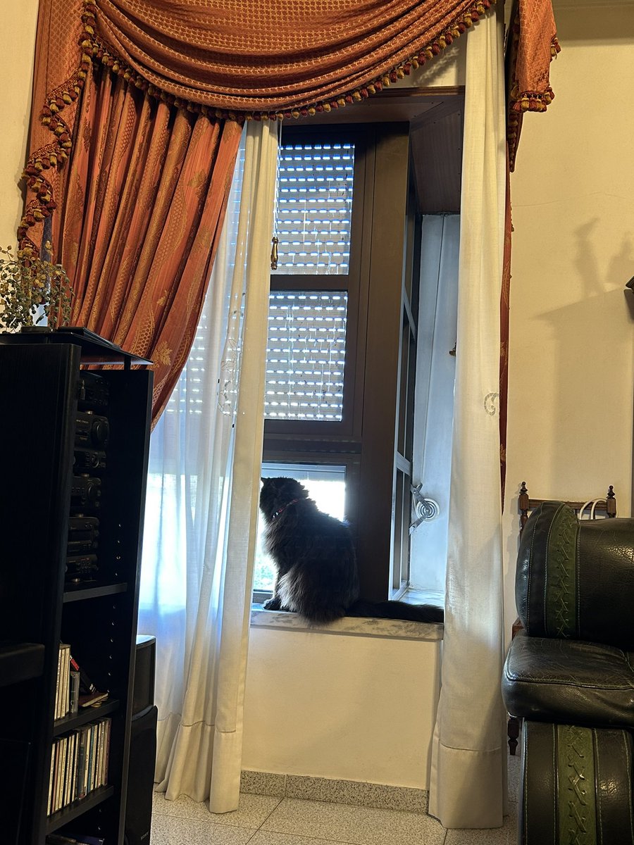 meow_london's tweet image. Checking birdies! 😸

#meowlidays #meowlife #cat #gato #petholiday