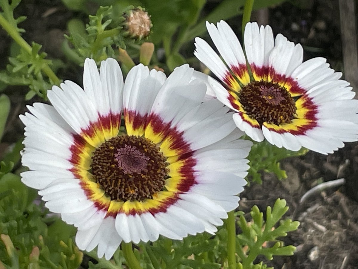 Not long to go until we meet our lovely entrants and guests for the awards ceremony in <a href="/WoodleyTCMI/">Woodley Town Centre</a> @RHSBloom #gardening