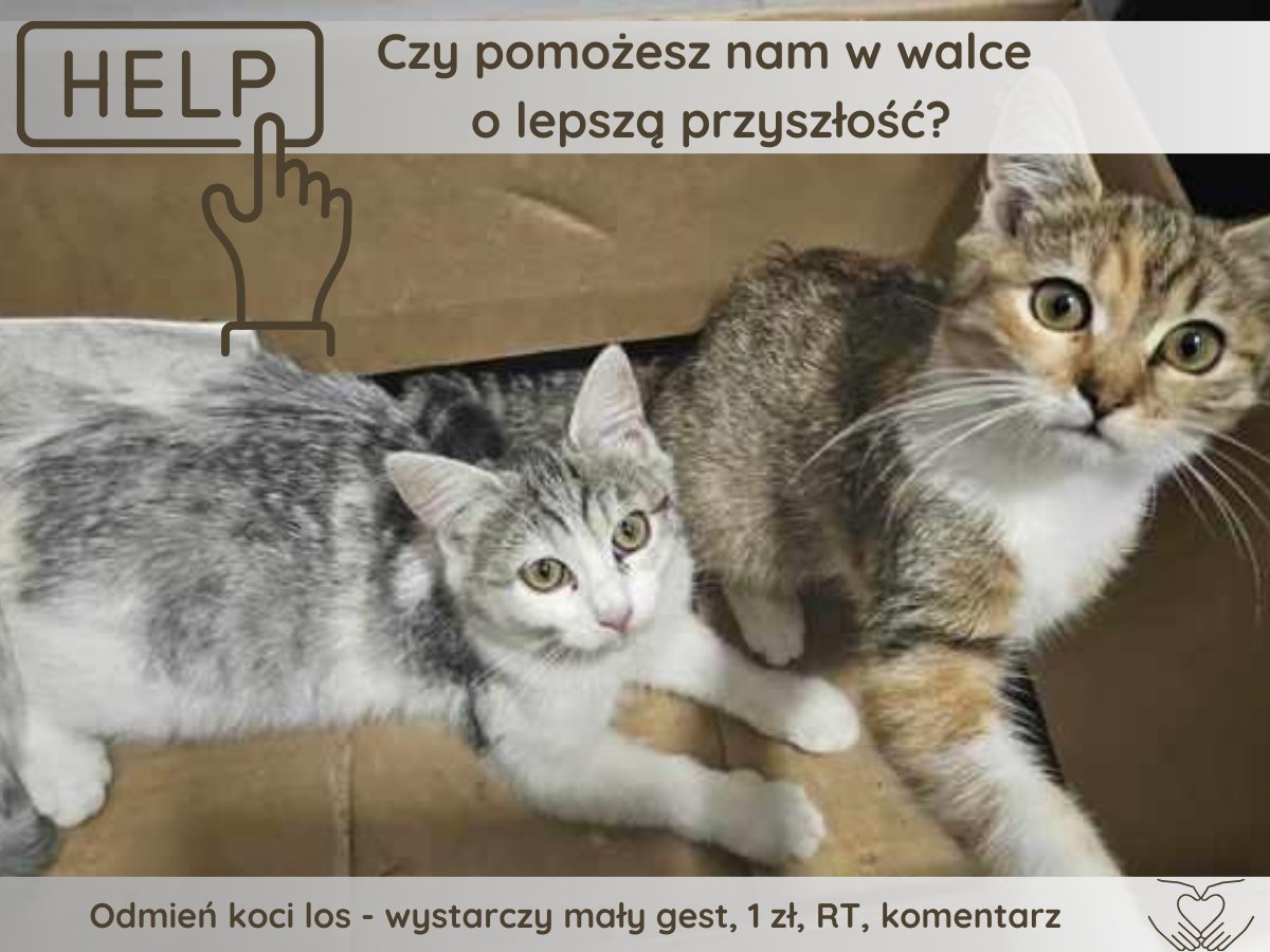 czlowiekikot's tweet photo. 𝐏𝐫𝐳𝐞𝐜𝐢𝐞𝐳̇ 𝐰 𝐤𝐨𝐧́𝐜𝐮 𝐦𝐮 𝐬𝐢𝐞̨ 𝐮𝐝𝐚𝐜́ ‼️

Kochani kolejny raz maluszki proszą o pomoc i grosik do skarbonki 🙏🙏🙏
Zostało 5 godzin a brakuje 930 zł...

https://t.co/idIAjDYPoP

Czy uda się pomóc? Każda 1 zł i każde "podaj dalej" ma WIELKĄ MOC ❣️❣️❣️ https://t.co/OTou3wAkMA
