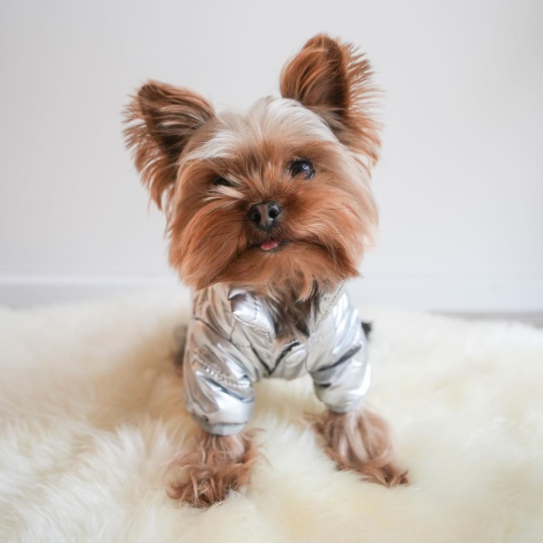 'A dog is the only thing on earth that loves you more than you love yourself.' - Josh Billings
#trending #trendingreels #trendingreelsvideo #funnydogvideos #funnydogreels #cutedogreels #yorkieoftheday #influencer #instareels #viral #viralvideos #viralreels #dogclothing