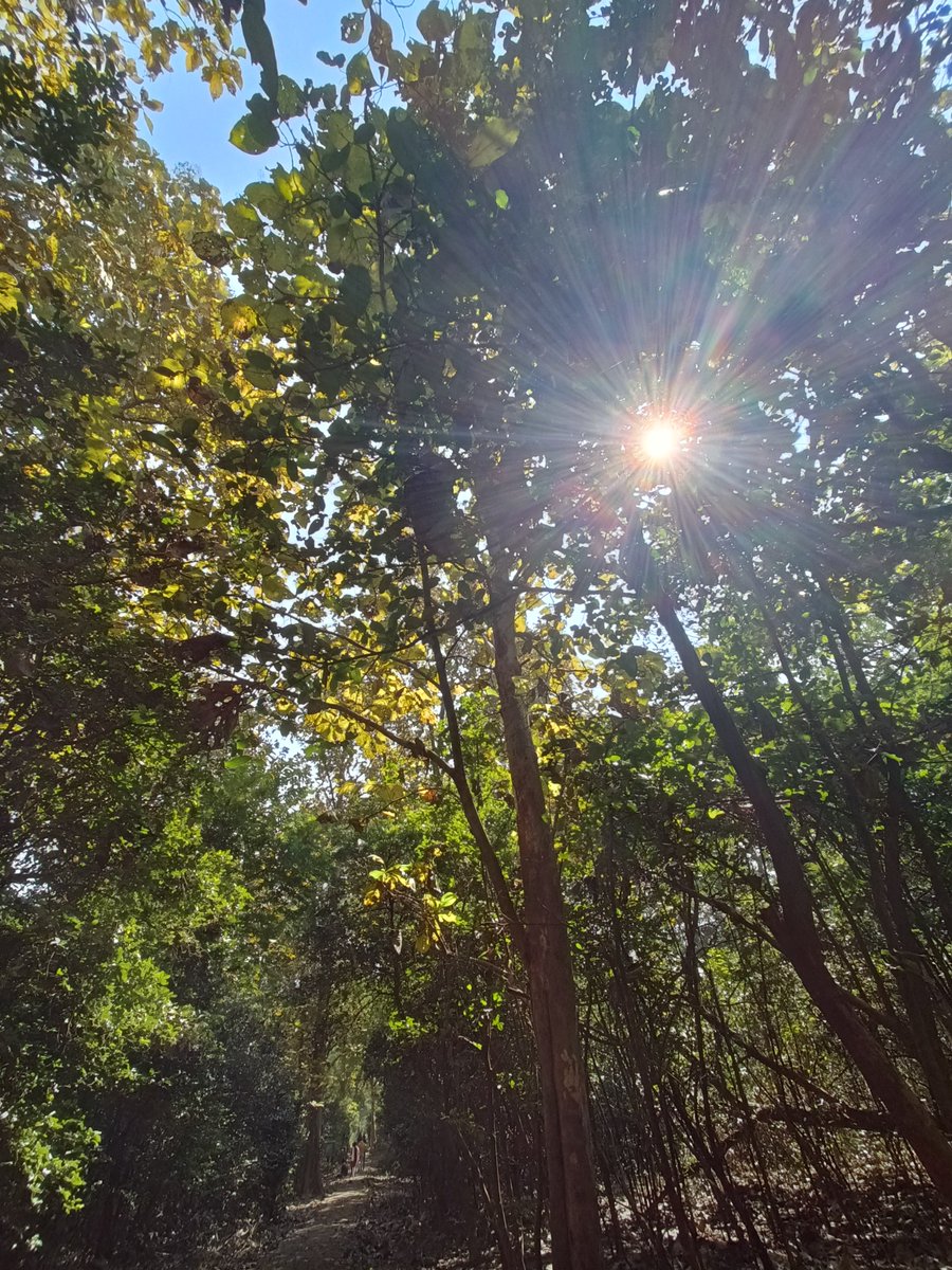 TamajitSamadder's tweet photo. #NaturePhotograhpy 
#nature 
#green 
#sunlight https://t.co/7MWmHOEa2U