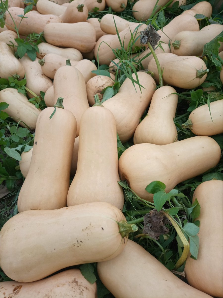 garden_ellen's tweet photo. Final result  @byukavuba I challenge you https://t.co/gsNEPqVHAO