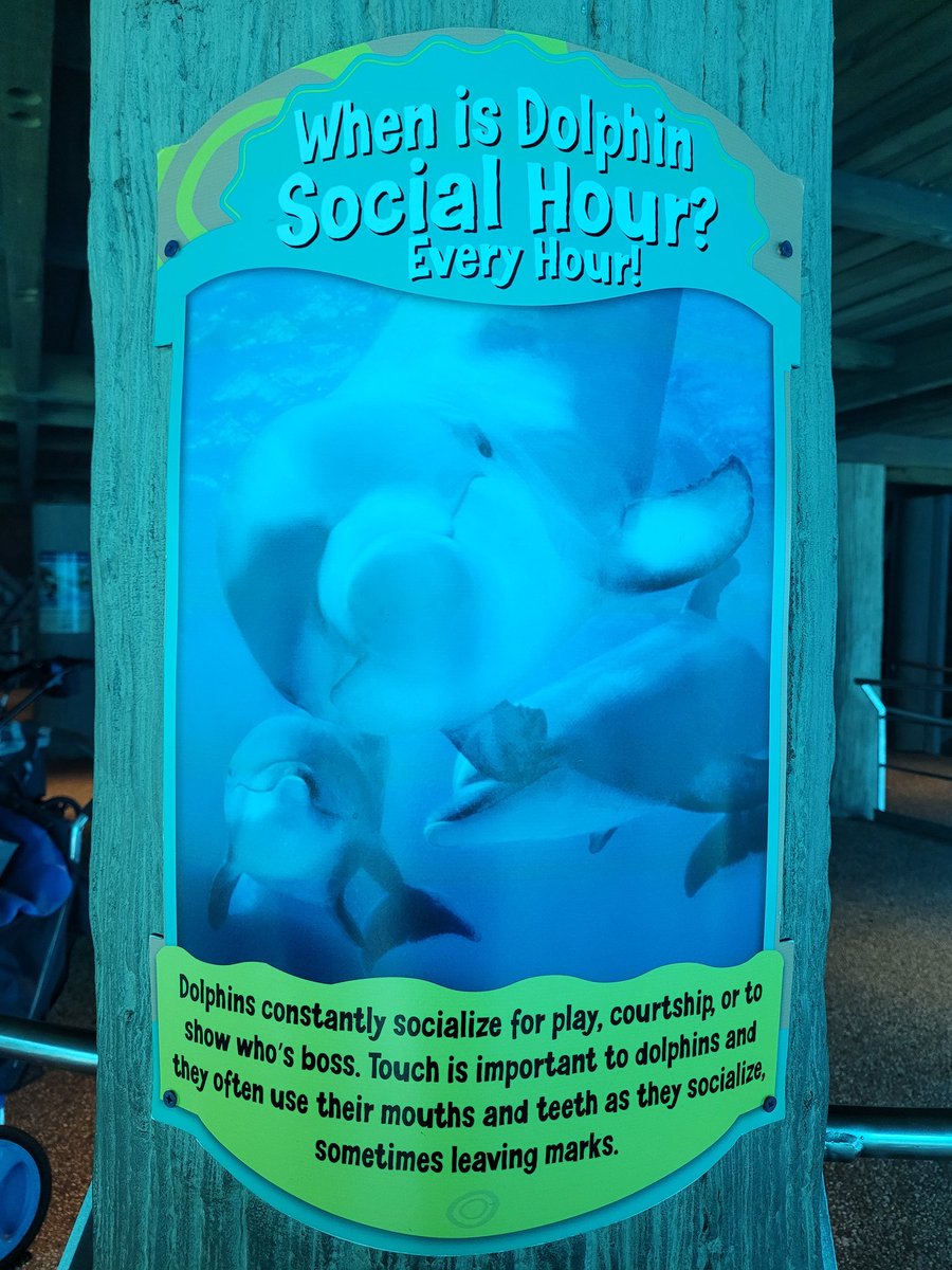 DisneyPediaInfo's tweet photo. When is Dolphin Social Hour?
Every Hour!! #Dolphins #seaworld #orlando #ClubhouseWorldAdventures https://t.co/jRp5K4ptAw
