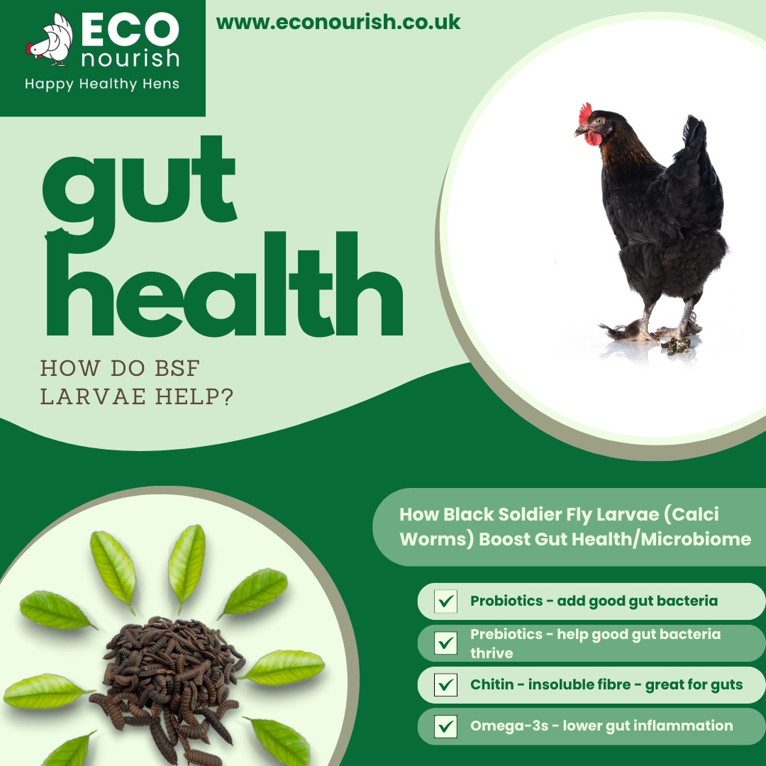 #ECOnourish #ECOhero #bsflarvae #blacksoldierfly #calciworms #healthyhens #guthealth #happyhens #healthychickens #henguthealth #henpoop #bugeaters #insectivores #hens #chickenlife #petchickens #chickensaspets #petpoultry #pamperedpoultry #chickenkeeping #ukchickens