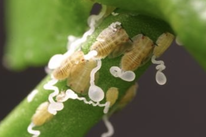 An insect carrying the huanglongbing bacteria that kills #citrus trees has been found on a residential tree in #VenturaCounty. “It takes a whole community to address the disease in order to protect all the trees,” -Ben Faber, UCCE advisor. <a href="/UCANRpam/">Pam Kan-Rice</a> spr.ly/6016uDEzj