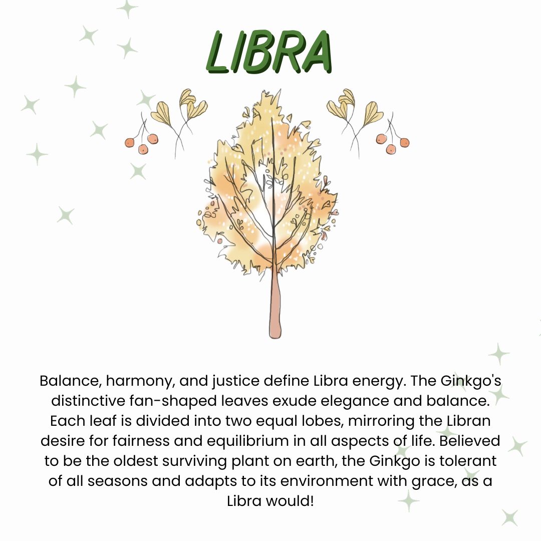 Let's welcome Libra season & celebrate the Ginkgo! The Ginkgo's fan-shaped leaves are divided into equal lobes, mirroring the Libran desire for equilibrium. The Ginkgo tolerates all seasons and adapts to its environment gracefully, as a Libra would! #astrology #ginkgo #libra