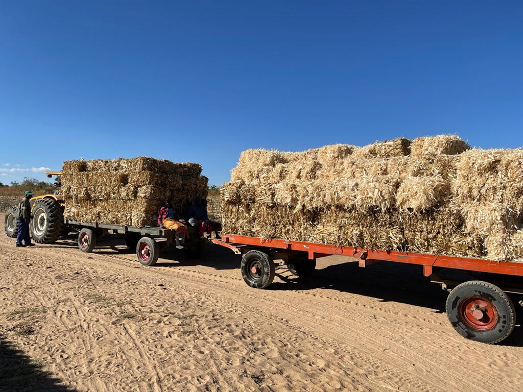 basera_john's tweet photo. Don't burn it, Bale it! 
A countrywide On-Farm Forage Improvement Program (Urea Treatment) on the cards. It's part of  the livestock AMA (Adaptation. Mitigation. Action) strategy. A countrywide ToF (Training of Farmers) is currently underway. 
#No2VeldFires https://t.co/bPeNI0rfoz