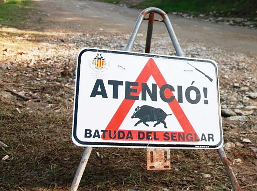 Com que estic molt fart del paper de salvadors de la pàtria que estan interpretant els caçadors en relació a la problemàtica de la sobrepoblació de senglars, m'agradaria explicar-vos per què és rotundament fals que la cacera sigui la solució. M'explico ⬇️