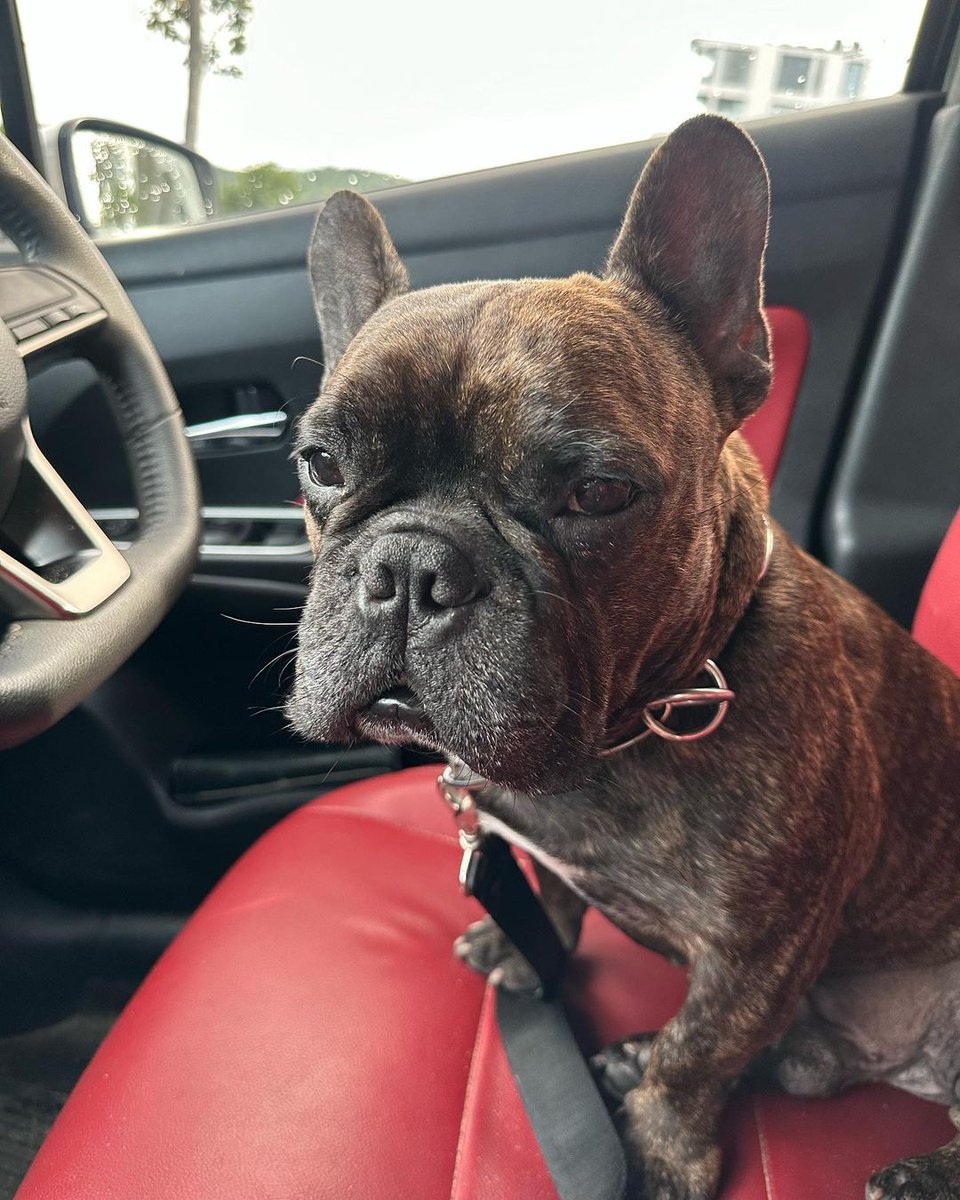 Just quickly to get pizza 🍕 no worries, I am good. 🤗
 .
Follow me 👉 @frenchie_lover2
Follow me 👉 @frenchie_lover2 
.
.
.
#frenchielover #FrenchGuiana #frenchbulldog