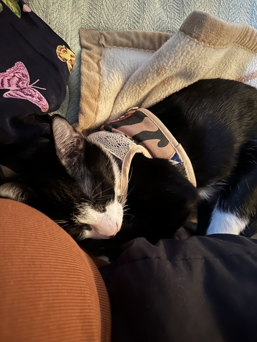 BonneHellcat66's tweet photo. Things took a slight turn for Sailor. Nothing alarming. It appears that she’s reacting to the drugs, by exhibiting tremors. And her incision has a sub lump. Both things norm, but I’ll call tomorrow. She’s been very cuddly and snoozy. #Kittens #XKittens 🐾#AdoptDontShop 🐈⬛ https://t.co/9ixWTRJ1Pk