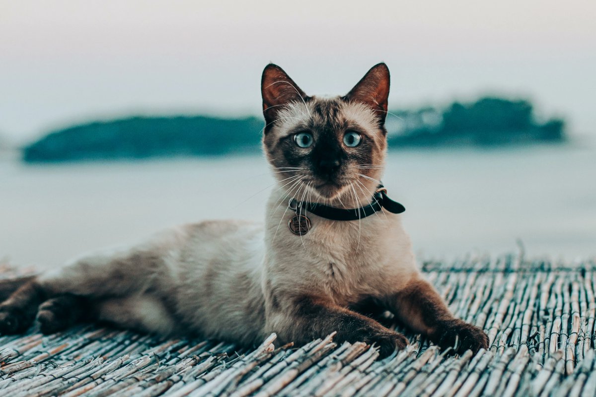 Strike a pose. What a beauty!
#beautifulcat #cats #catlife #meow #catoftheday #catlovers #cutecats #catphoto #ilovemycat #catlove #lovecats #kittens