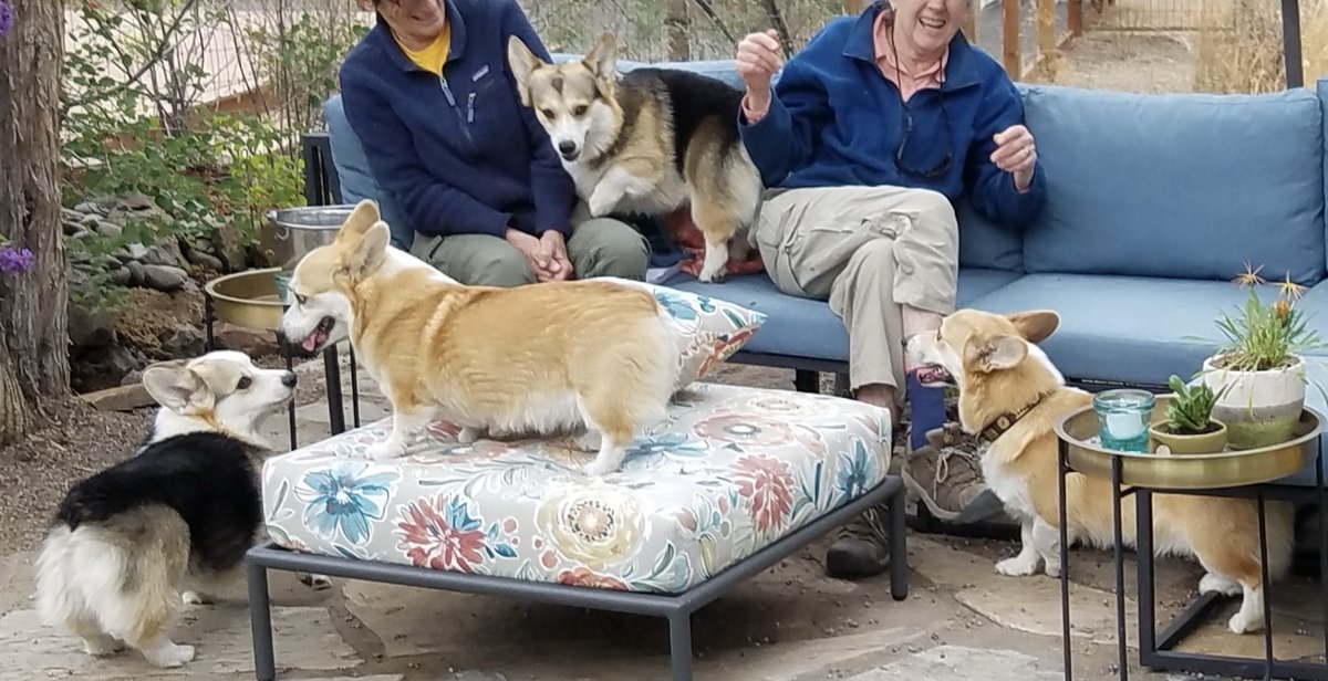 ya gotta fight for your right to space on visitors' laps! #CorgiCrew #CorgiSwarm