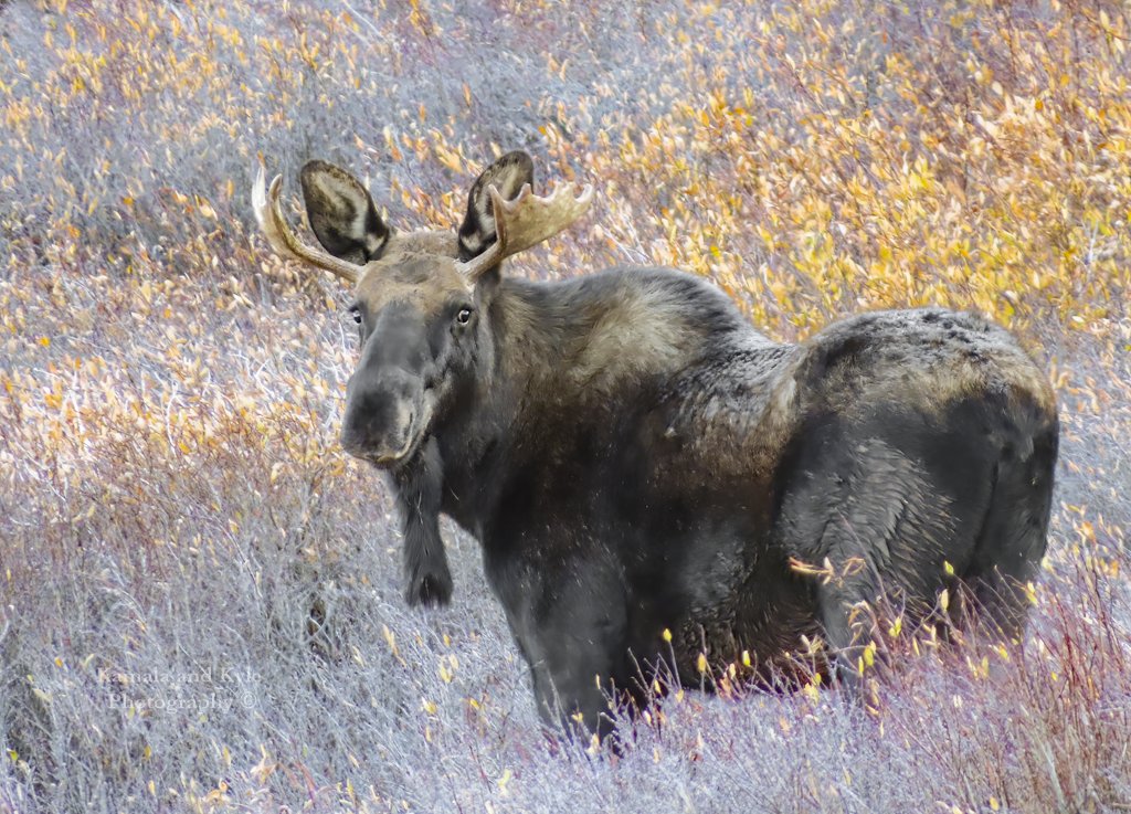 KamalaKyle's tweet photo. The Prince of Kings Peak
#fallcolors #autumn #seakingautumn #yellowlife #fall #october #fallvibes #autumnvibe #autumnvibes #fallvibe #fallvibes #autumncolors #utahwildlife #wildlifeofutah #utahwild #animalsofutah https://t.co/qu9WjH4Ey7