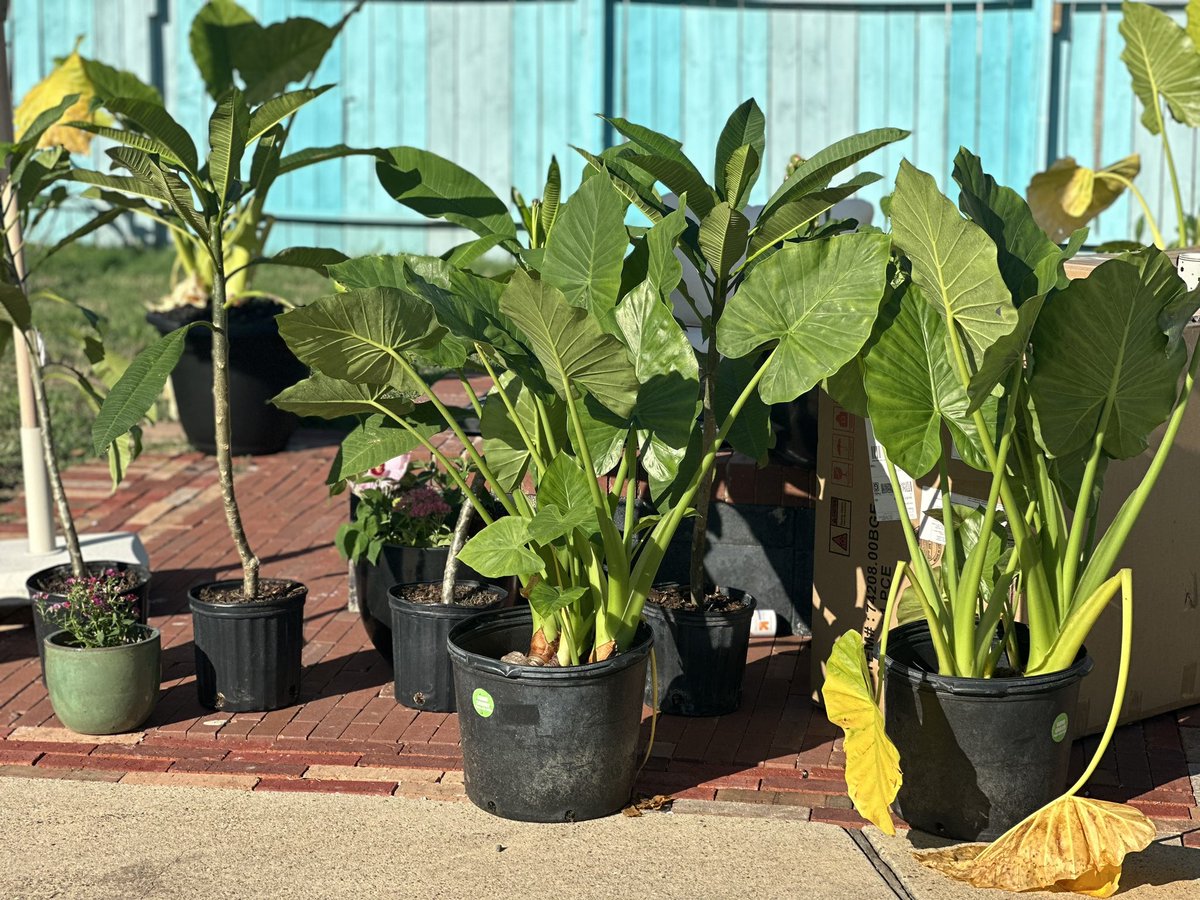 DeLaStaples's tweet photo. 2023 Garden 🏡 🪴: Garfen center half off plant date with Wife= Success. We have been blessed to have been gifted so many plants from patients. But added some elephant ears, mature plumeria, hibiscus and got the bananas growing more. Every day is garden day 🤠#PlantPapi 🌱 https://t.co/4o76DqA8mR
