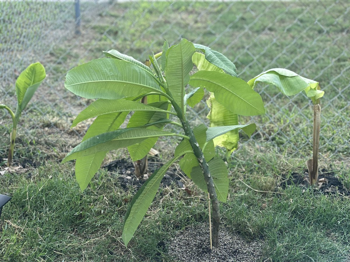 DeLaStaples's tweet photo. 2023 Garden 🏡 🪴: Garfen center half off plant date with Wife= Success. We have been blessed to have been gifted so many plants from patients. But added some elephant ears, mature plumeria, hibiscus and got the bananas growing more. Every day is garden day 🤠#PlantPapi 🌱 https://t.co/4o76DqA8mR