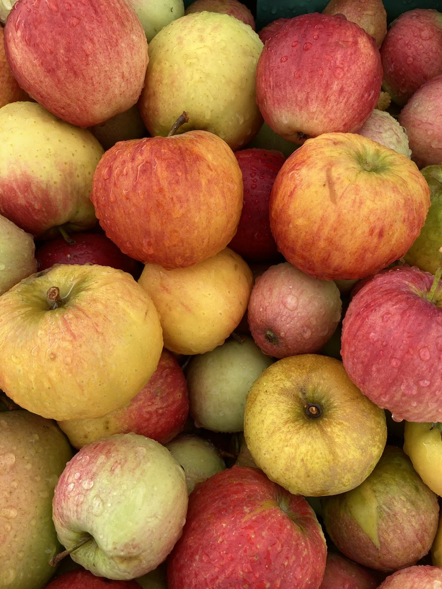 yorkshireapples's tweet image. 🍁SHADES OF AUTUMN 🍂

We had the pleasure of pressing a variety of beautiful apples for Brunswick Organic Nursery last week. 

Aren’t the colours just so lovely…… 

#shadesofautumn #britishapples #greatbritishapples #pressingapples #coloursofautumn #fruitpressingservice