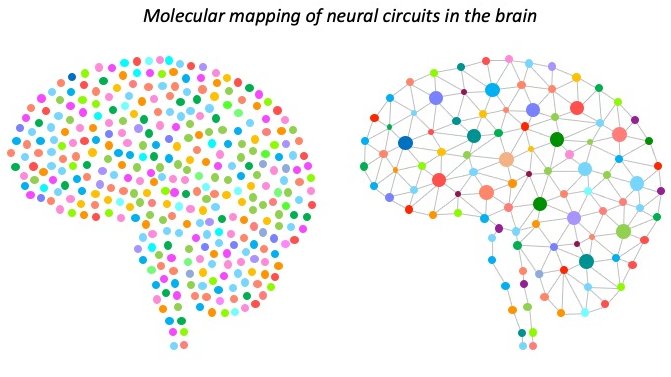 Dr Naresh Hanchate, PhD (@naresh_hanchate) on Twitter photo 📢 Exciting job opportunity!
We have an open position for a #postdoc to investigate the impacts of early life stress on brain function. Come work with us in #London @GGM_ICH <a href="/UCLchildhealth/">UCL Great Ormond Street Institute of Child Health</a>
Please share!
#SingleCell #Genomics #Bioinformatics
Apply 👉🏽 ucl.ac.uk/work-at-ucl/se… 📢 Exciting job opportunity!
We have an open position for a #postdoc to investigate the impacts of early life stress on brain function. Come work with us in #London @GGM_ICH <a href="/UCLchildhealth/">UCL Great Ormond Street Institute of Child Health</a>
Please share!
#SingleCell #Genomics #Bioinformatics
Apply 👉🏽 ucl.ac.uk/work-at-ucl/se…