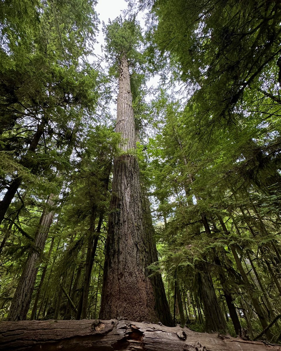 RyanVoutilainen's tweet photo. A stop to see the giants of the #BC temperate #rainforest is always a must en route to the west coast of #VancouverIsland - this massive #Douglasfir is over 800 years old, 76m (250ft) tall and 9m (30ft) round.
#OldGrowthTree #PacificCoast #VanIsle #Forest #OldGrowth https://t.co/fwbfLaS1i3