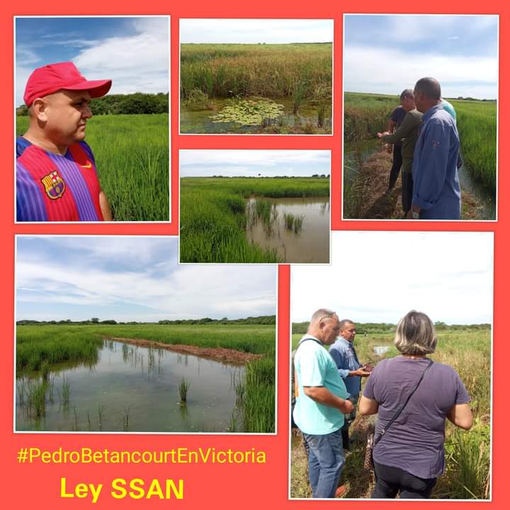 Se realiza intercambio con productores de arroz, que están en etapa de cosecha en el municipio de #PedroBetancourtEnVictoria. Participa en el intercambio <a href="/rebeca_fundora/">Rebeca Fundora</a>, coordinadora del <a href="/gpppmatanzas/">Gobierno Provincial del Poder Popular en Matanzas</a> y el director con especialistas del CAI Arrocero de Calimete.
#Matanzas