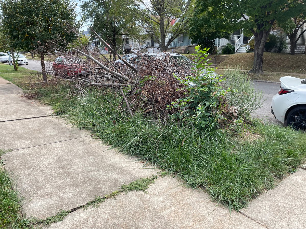 kevin_arndt's tweet photo. @stlcsb Bringing this to your attention again. This tree fell on July 1st. When can I expect this mess to be removed/cleaned up? https://t.co/CN648FJrZq