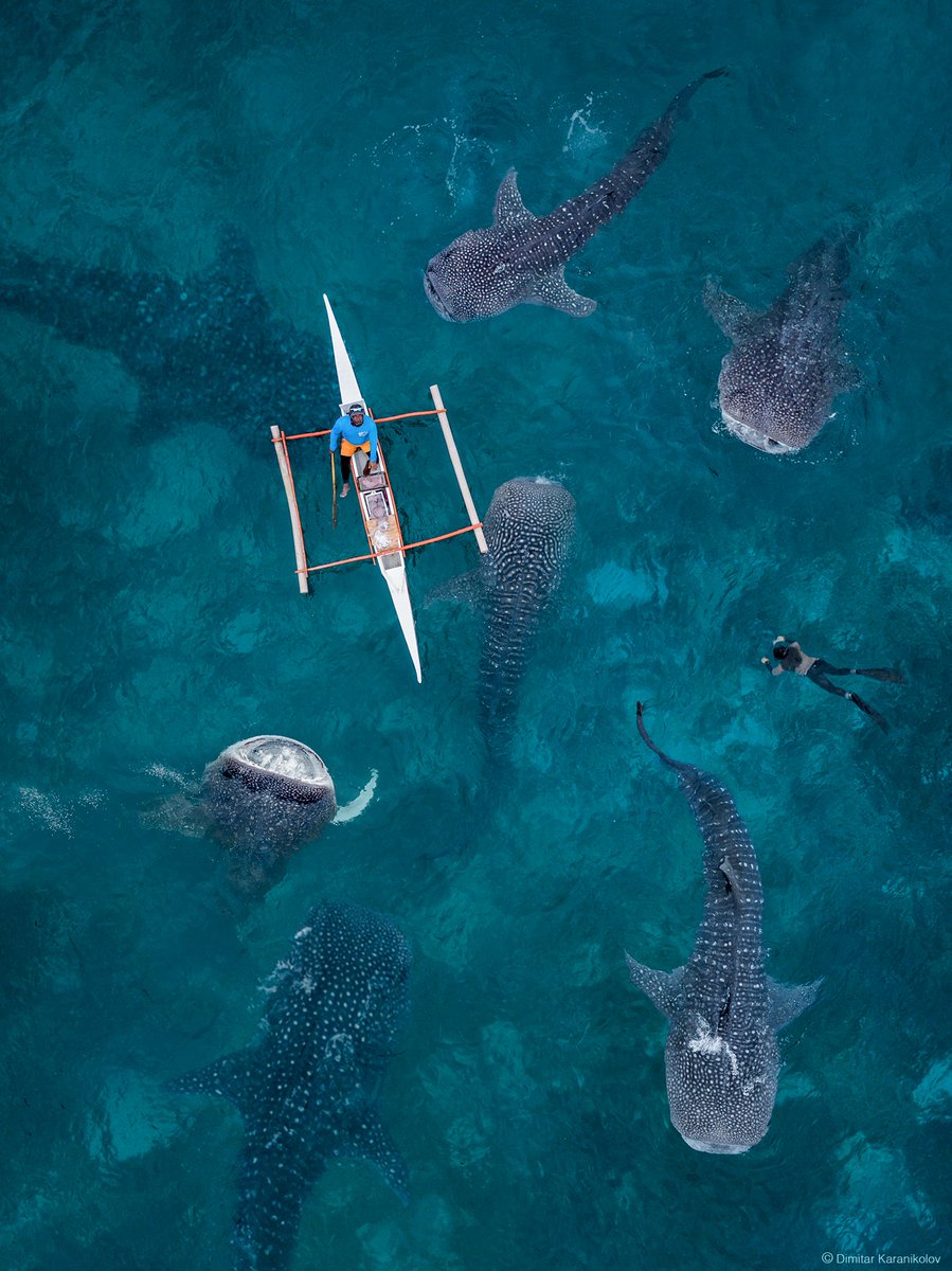 A stunning drone view of whale sharks seen from above in the waters near Oslob in the province of Cebu, Philippines

[📷 Dimitar Karanikolov]