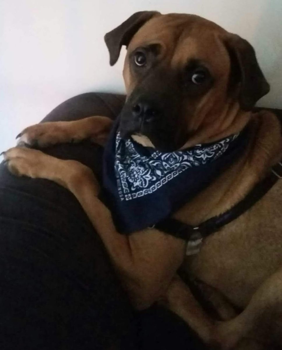 𝕏 Dogs tweet media