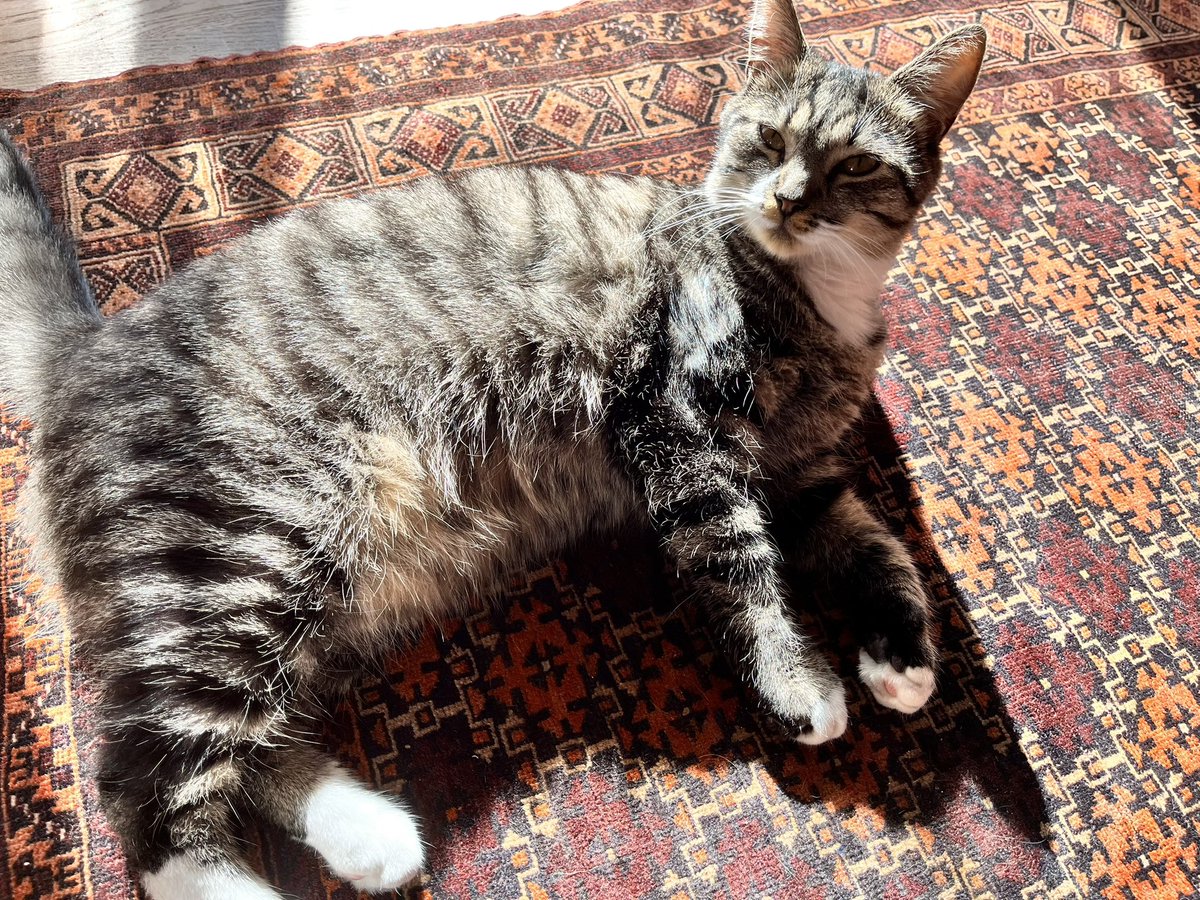 _t_m's tweet photo. Ab sofort hier nur noch Katzenfotos https://t.co/KQToAIU4Mm
