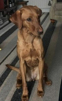 millypod1's tweet photo. AUTUMN HOME SAFE. THANKS FOR RT's 😊🐕🐾
🆘20 SEPT 2023 #Lost AUTUMN #ScanMe
Fox Red Labrador Cross Female #Tagged #NewtonOnOuse #York #NorthYorkshire #YO30 https://t.co/2O08yB2jT7 https://t.co/mH5X0JHrKo