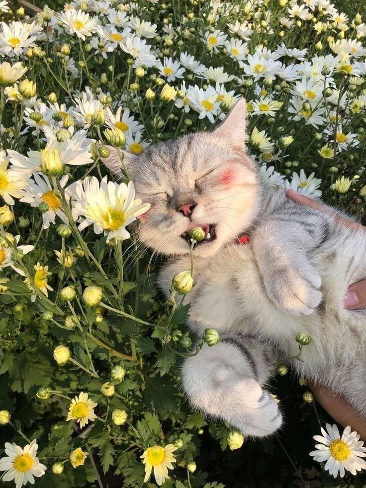 WE LOVE CATS (@xwelovecatsx) on Twitter photo 