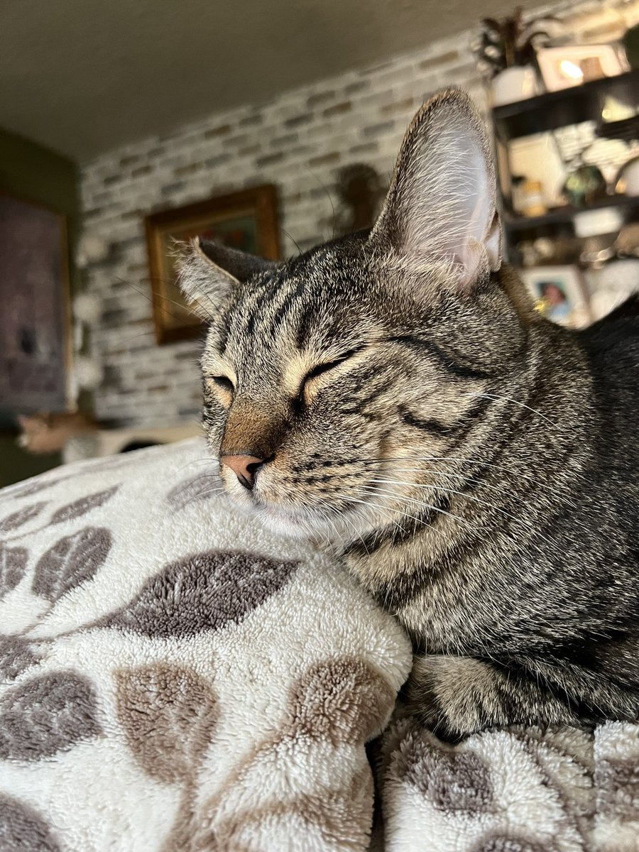 Peldyn and the Yule Cats tweet media