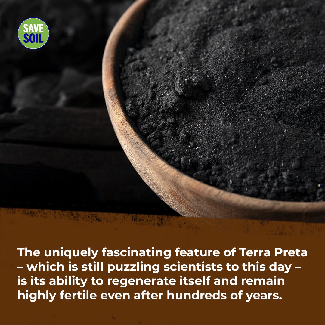 cpsavesoil's tweet photo. Discover the secrets of Terra Preta!

Terra Preta, meaning "black soil" in Portuguese, is a unique soil type crafted by ancient Amazonian tribes. They blended charcoal, pottery sherds, and mysterious organic materials. What captivates contemporary scientists is its enduring fertility, preserved for millennia, and our ongoing challenge to replicate its exact qualities. This pursuit led to the creation of 'biochar': a modern counterpart of charcoal that's now a valuable addition to your garden toolkit! #SaveSoil

Action now: https://t.co/uVnQCIZ3pr