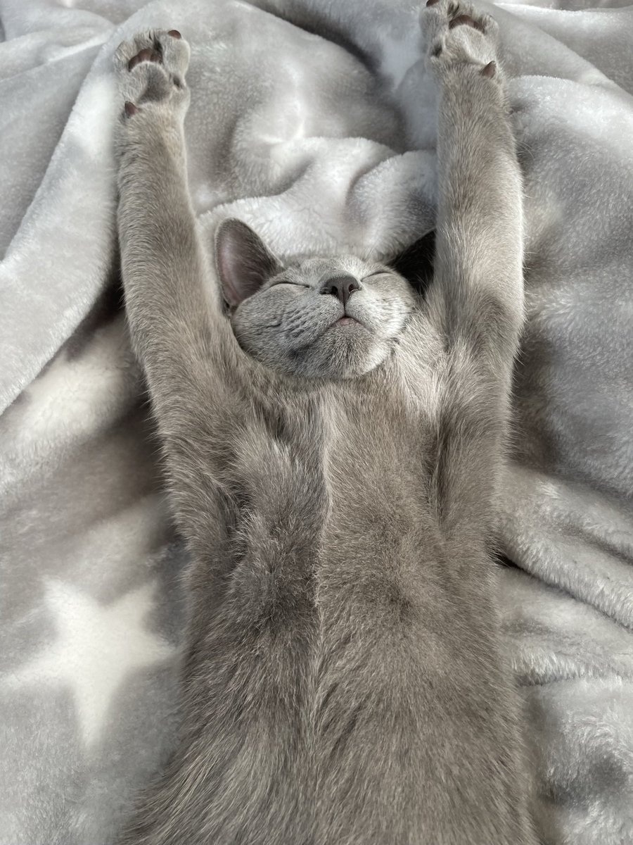 麗とカイとモカ tweet media