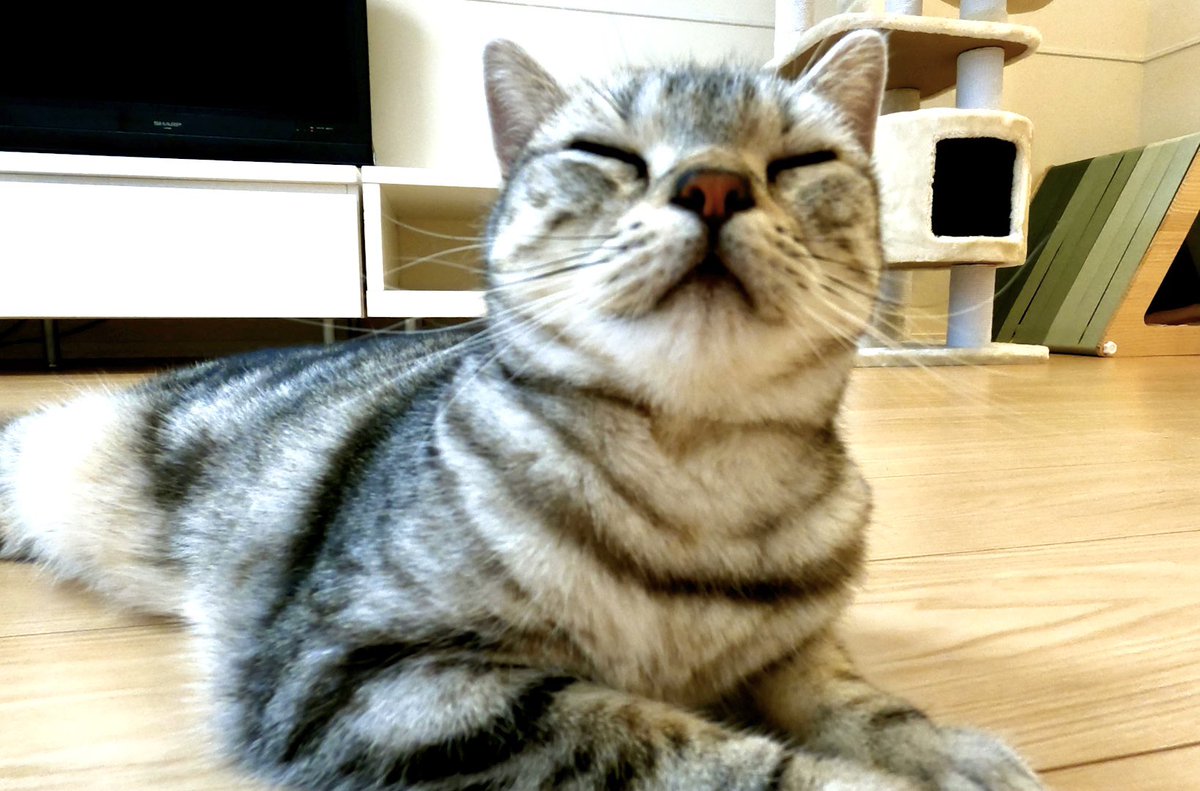ameshoconnie's tweet photo. ねむ〜い🐱😊✨ https://t.co/WBvIkuxcB6