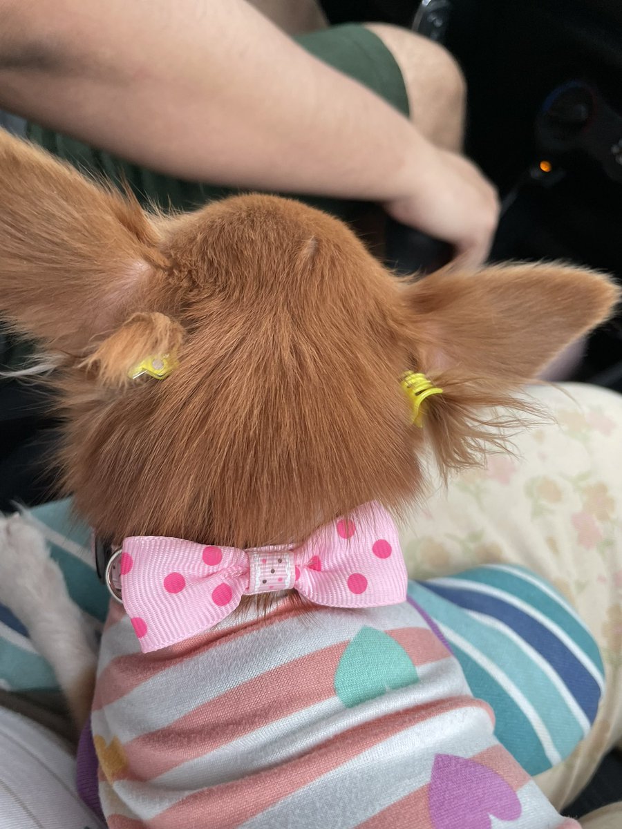 NashalidZM's tweet photo. Lo bonito de mis días es pasar con estos angelitos terrenales🐾♥️ 

(A Connie ya le puedo hacer moñitos) https://t.co/BcwKXtTpy1