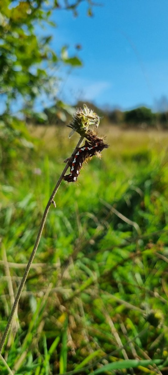 CelticWildflow1's tweet photo. This lovely Knotgrass caterpillar was making the most of the sunshine yesterday, feeding on Devil's-bit Scabious seed heads. 

#savingpollinators https://t.co/VBeQOgpdOk