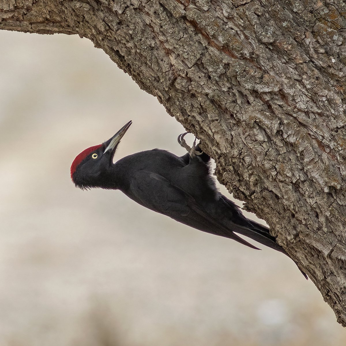 Black Woodpecker / Kara Ağaçkakan / Dryocopus Martius Kış2020 Tokat🇹🇷