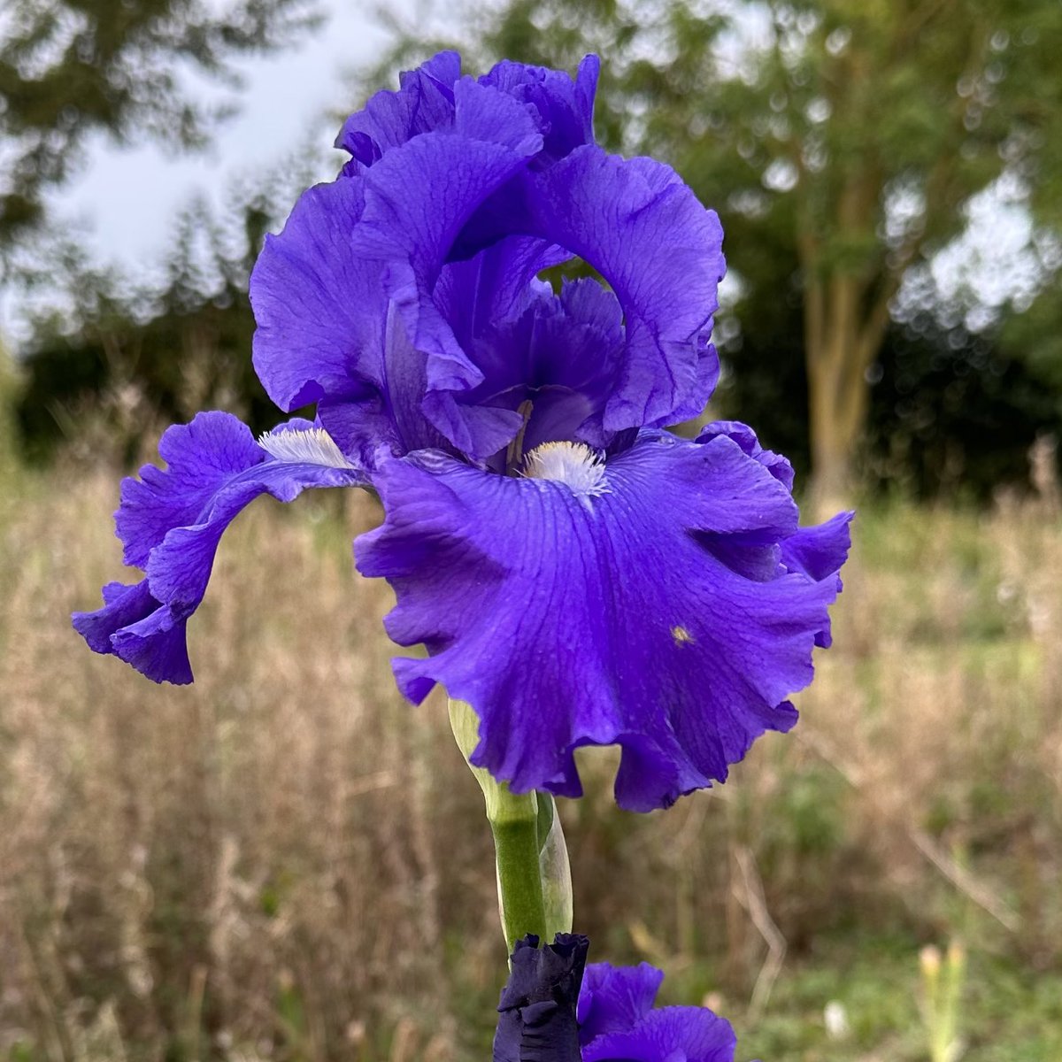 TB Iris ‘Blue Suede Shoes’ reblooming well this year, one of the rebloomers that benefits from more regular division to flower well we find. #beardediris #bluesuedeshoes #rebloomingiris #blueflowers #irises #octoberflowers