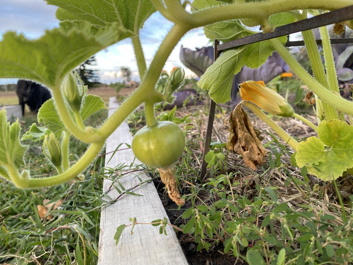 FeathersMcGee's tweet photo. The beginning of a butternut pumpkin โบ๏ธ #vegepatch https://t.co/JuYtbLdmQs