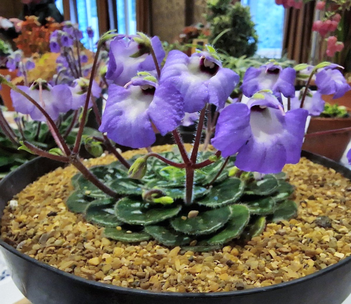 A beautiful example of Petrocosmea rotundifolia exhibited by Alan Newton. Of the 50 species that have been described, around 20 are currently in cultivation. Come to the AGS Show & Plant Fair at @RHSHarlowCarr on Saturday to discover other autumn alpines, shrubs, ferns & more!